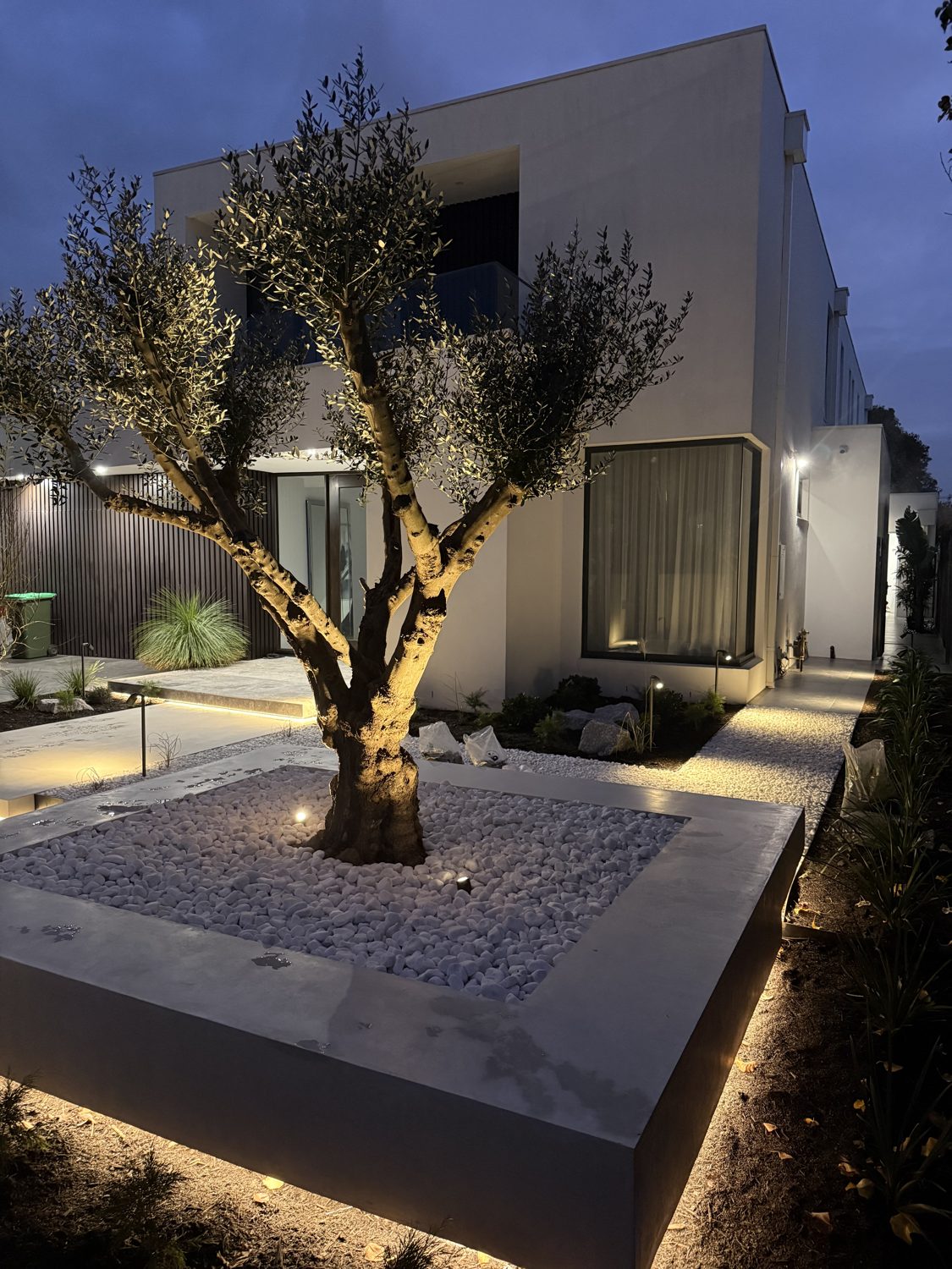 Olive tree feature uplighting at a modern Melbourne home